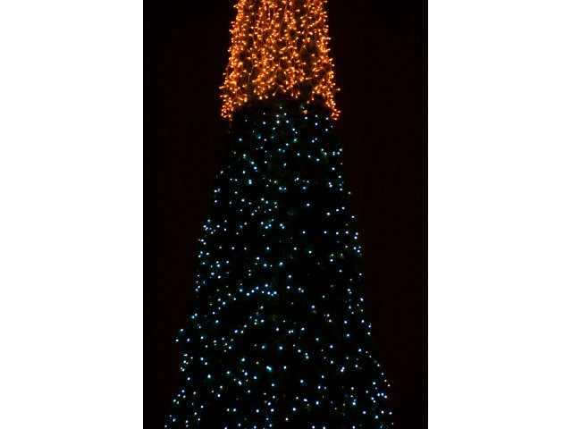 Tammsaare pargi kuusk